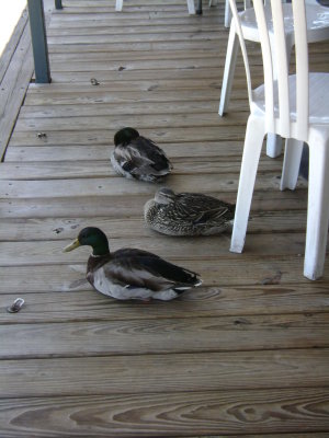 These were three of the 9-12 Mallard ducks that live on The Gnarly Gar's decking; however the rest were awake, wandering from table to table whenever a table got served food.  (Funny they didn't seem to hang around the empty tables that had no one sitting there!)

There you have it, my memories of our wonderful vacation!  Thanks for checking it out and if you're ever in the central Texas area and want to stay at a fabulous place, check out The Island (but try and ensure your unit actually FACES Lake Travis for the prettier views).