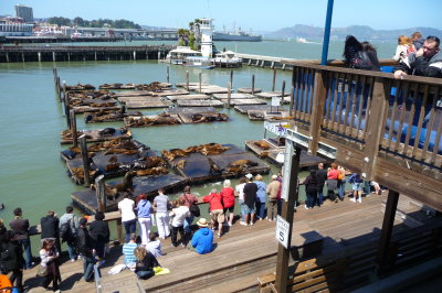 May 21, 2011. Bambi, Chris, Corey, Bob tour San Francisco. This is sea lion docks at Pier 39 (1).JPG