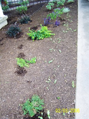 From our recent rains we also have Purple Heart (but in the green variety) re-sprouting along our sidewalk. It too will need to be killed or weeded out.