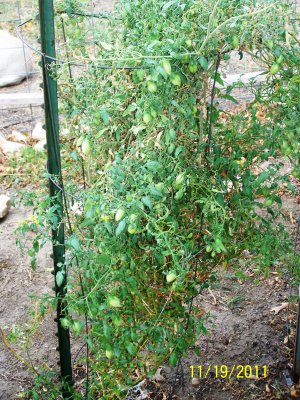 As full of grape tomatoes as this bush was (in mid-Nov), before they ripened we had a freeze, and although I covered the bush(es), none of the tomatoes survived.