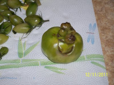 My second VERY strange-shaped tomato, due to the heavy fertilizer put around the bushes when the two strange-shaped tomatoes were in their infancy size.