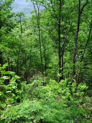 TN Vacation 193.jpg
