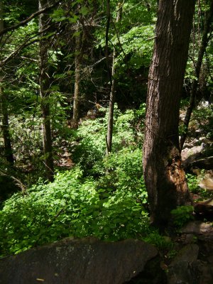 TN Vacation 195.jpg