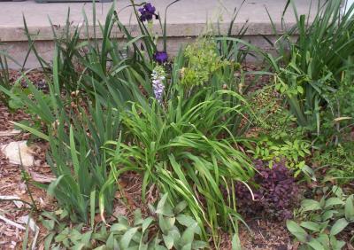 A few deep purple Iris blooming along with a short blooming shooter of Wysteria (where we had dug up a huge bush 2 years ago).