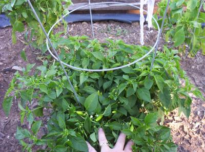 One of my Serrano pepper bushes.  They're not too big but they're COVERED in baby peppers, only hard to see until you lift the leaves up!!