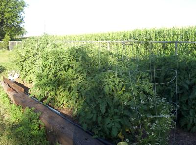 Another shot of my tomato bushes with the neighboring feed corn being grown in the fields surrounding our property in the background.
