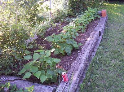 My old garden bed with mainly green bean plants showing.  I also had a few radishes and beets come up and a watermelon vine sprang up.  However the beets and watermelons never produced produce.