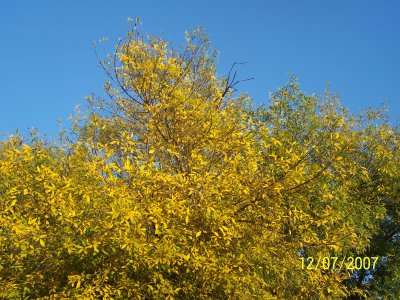 100_2751.jpg