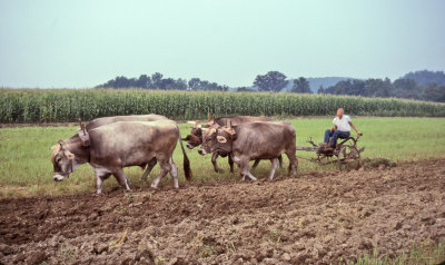 Oxen At Gita Nagari