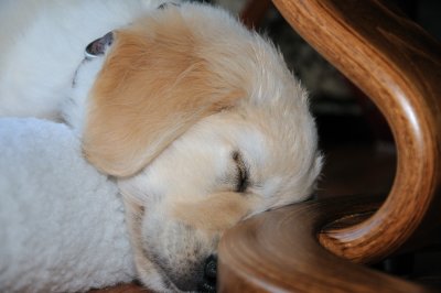 Our New Addition