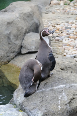Tourist at the Calgary Zoo