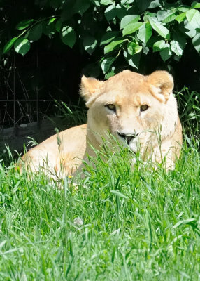 Looking for Lunch at the Calgary Zoo