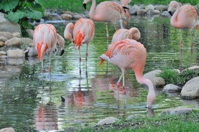 Looking Pretty at the Calgary Zoo