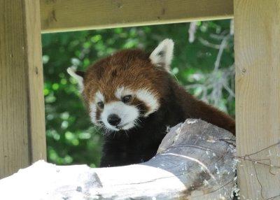 Red Panda in the Play Ground at the Calgary Zoo