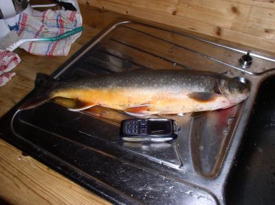 Fn Bleikja r Sand,grillu og notu  forrtt