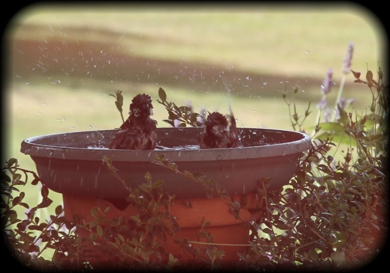 Juvenile sparrows
