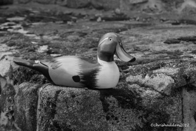 MM #11 - Birds or Wildlife