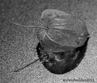 MM #16 - Shadows - Physalis franchetti