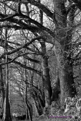 MM #22 Trees 1