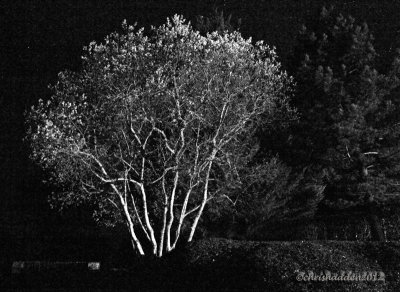 MM #26 - Rural Nightscape - with just a little illumination