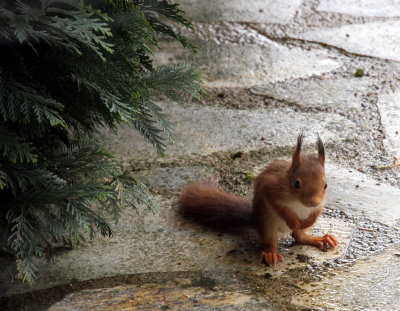 Update on baby red squirrel.