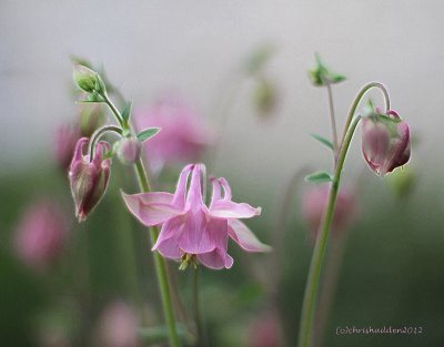 Columbine - Aquilegia