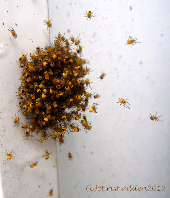 Garden Spiderlings - Araneus diadematus