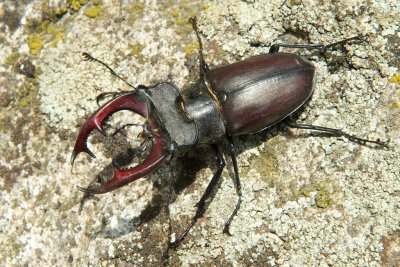 Stag beetle - male - Lucanus Cervus