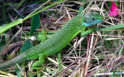 Western Green Lizard, male - Lacerta bilineata