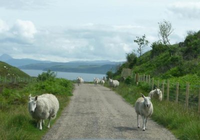 Traffic in the Highlands