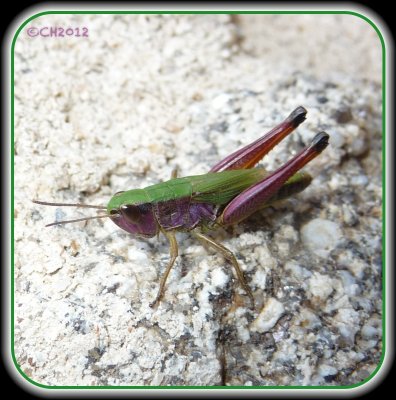 Meadow grasshopper - Chorthippus parallelus