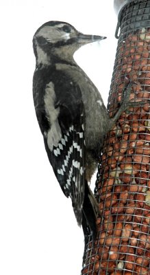 Lesser spotted woodpecker - Dendrocopos minor - female