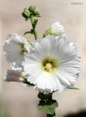 Hollyhocks - Alcea setosa