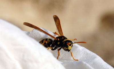 wood wasp