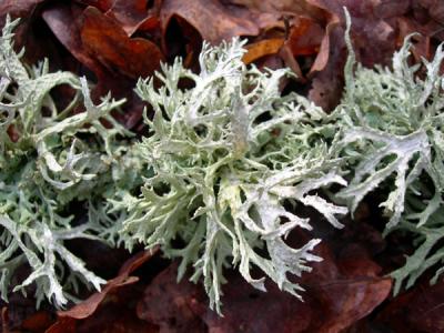 lichen and leaves ~ clean air indicator