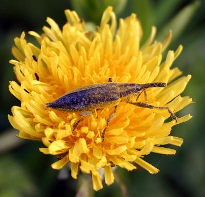 life on a dandelion - weevil