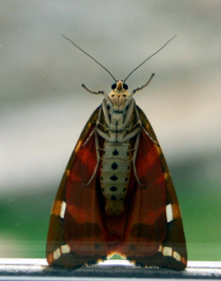 Garden Tiger Moth