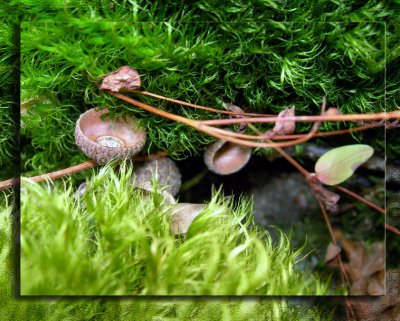 Acorn cups