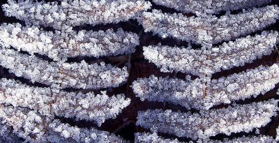 frosty ferns