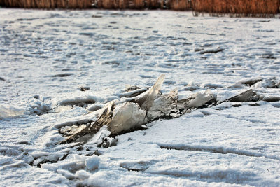 Veluwemeertocht 11-02-2012 te Elburg