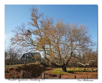 Pinchot-Sycamore.jpg