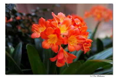 g4/21/27221/3/59186471._G3F2219Orange212x18.jpg