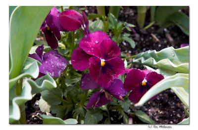 LongWdPansy.jpg