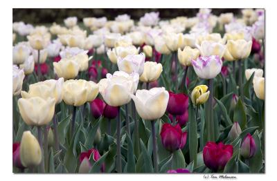 TulipField.jpg