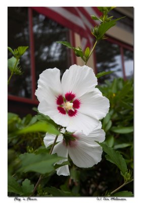 Flag-n-Flower.jpg