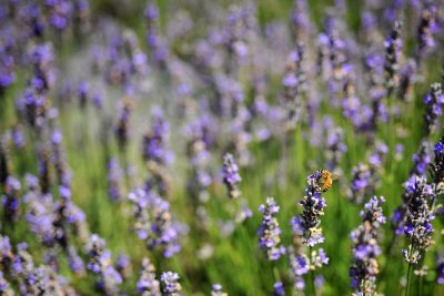 Lavender Field