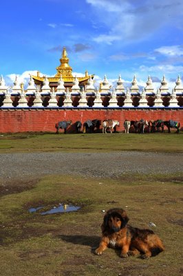 Tibetan Mastiff 藏獒