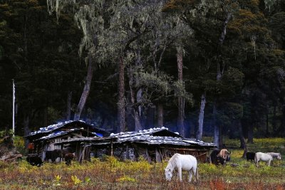 Nomad Farm, Jiulong 牧場