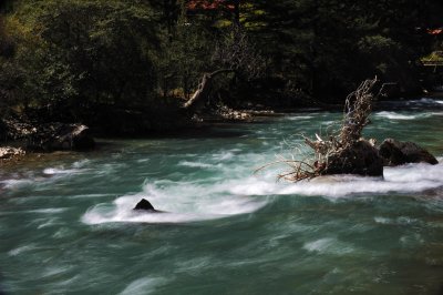 Water Plants 盆景