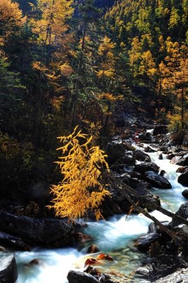 Colorful Stream, Yading 彩流